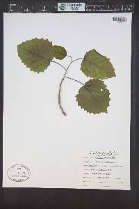 Populus grandidentata image