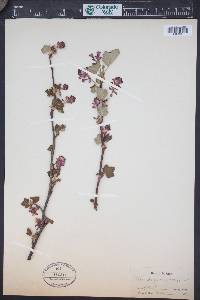 Ribes sanguineum image