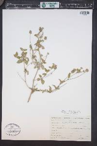 Lantana achyranthifolia image