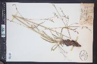 Valeriana edulis image