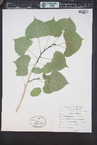 Populus deltoides subsp. monilifera image