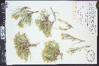 Oonopsis multicaulis image