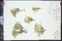Oonopsis multicaulis image