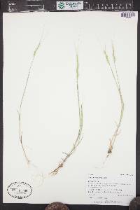 Aegilops cylindrica image