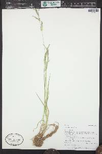 Agrostis exarata image