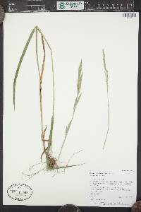 Bromus carinatus image