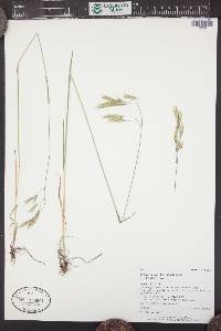 Bromus porteri image