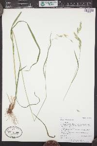 Bromus ciliatus var. richardsonii image