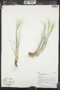 Elymus elymoides subsp. brevifolius image