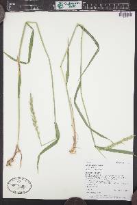 Elymus glaucus image