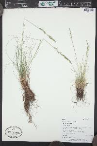 Festuca saximontana image