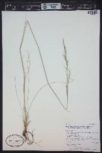 Hesperostipa comata image