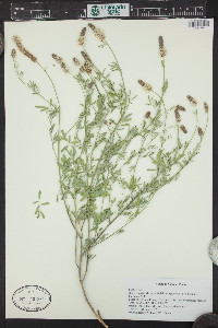 Dalea candida var. oligophylla image