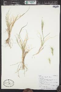 Elymus scribneri image