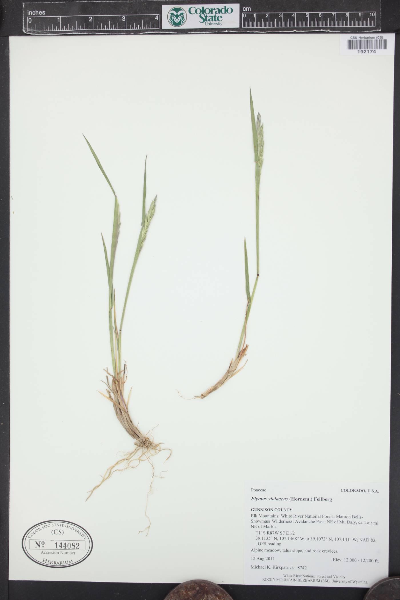 Elymus alaskanus subsp. latiglumis image