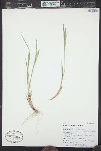 Elymus alaskanus image