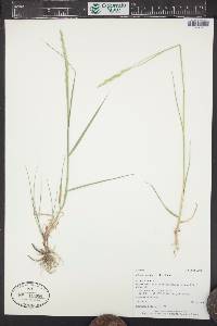 Pascopyrum smithii image