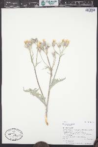 Crepis occidentalis image