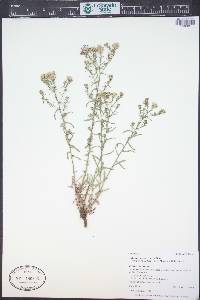 Dieteria canescens var. glabra image