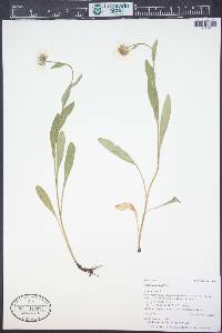 Erigeron coulteri image