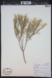 Ericameria parryi image