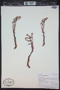 Orobanche fasciculata image