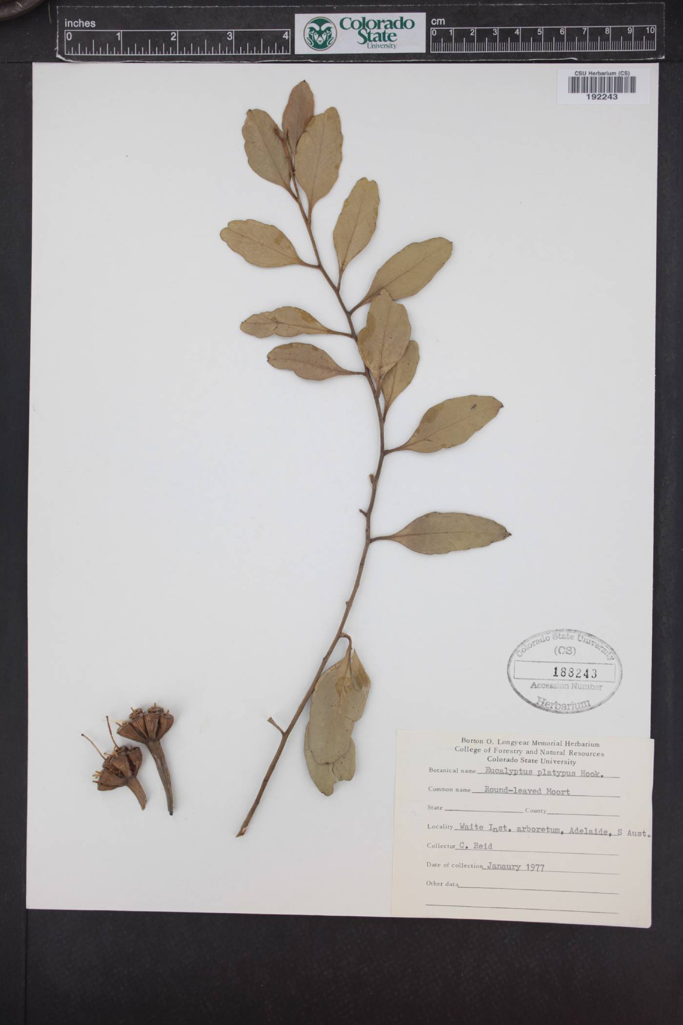 Eucalyptus platypus image