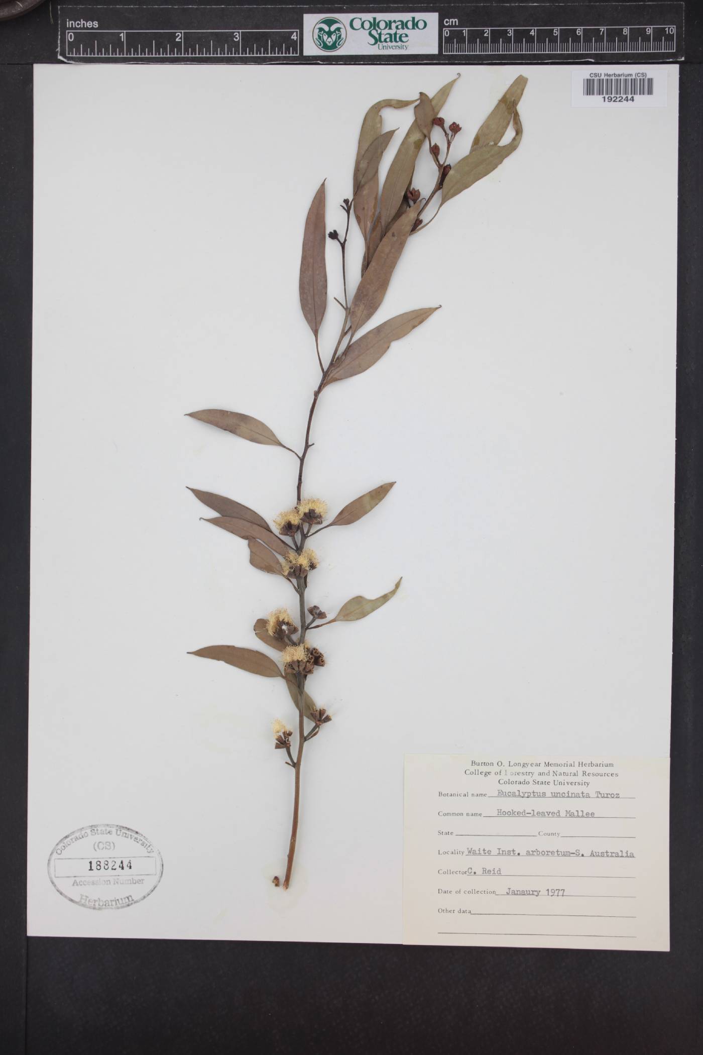 Eucalyptus uncinata image
