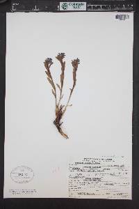 Mertensia oblongifolia image