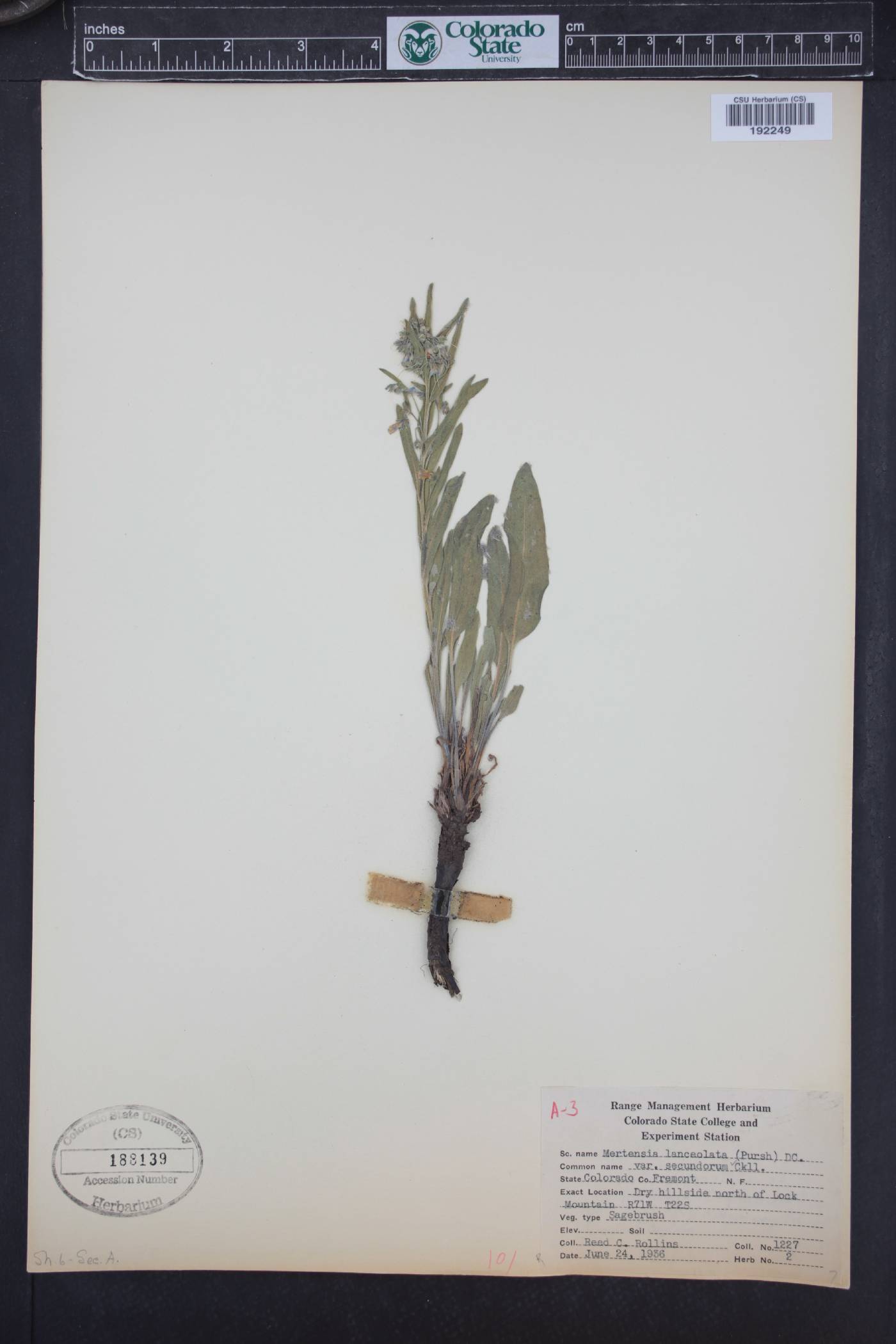 Mertensia lanceolata var. secundorum image
