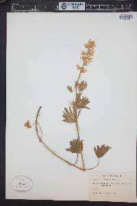 Lupinus sulphureus image