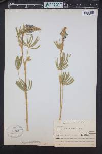 Lupinus formosus var. robustus image