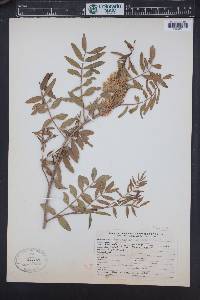 Glycyrrhiza lepidota image