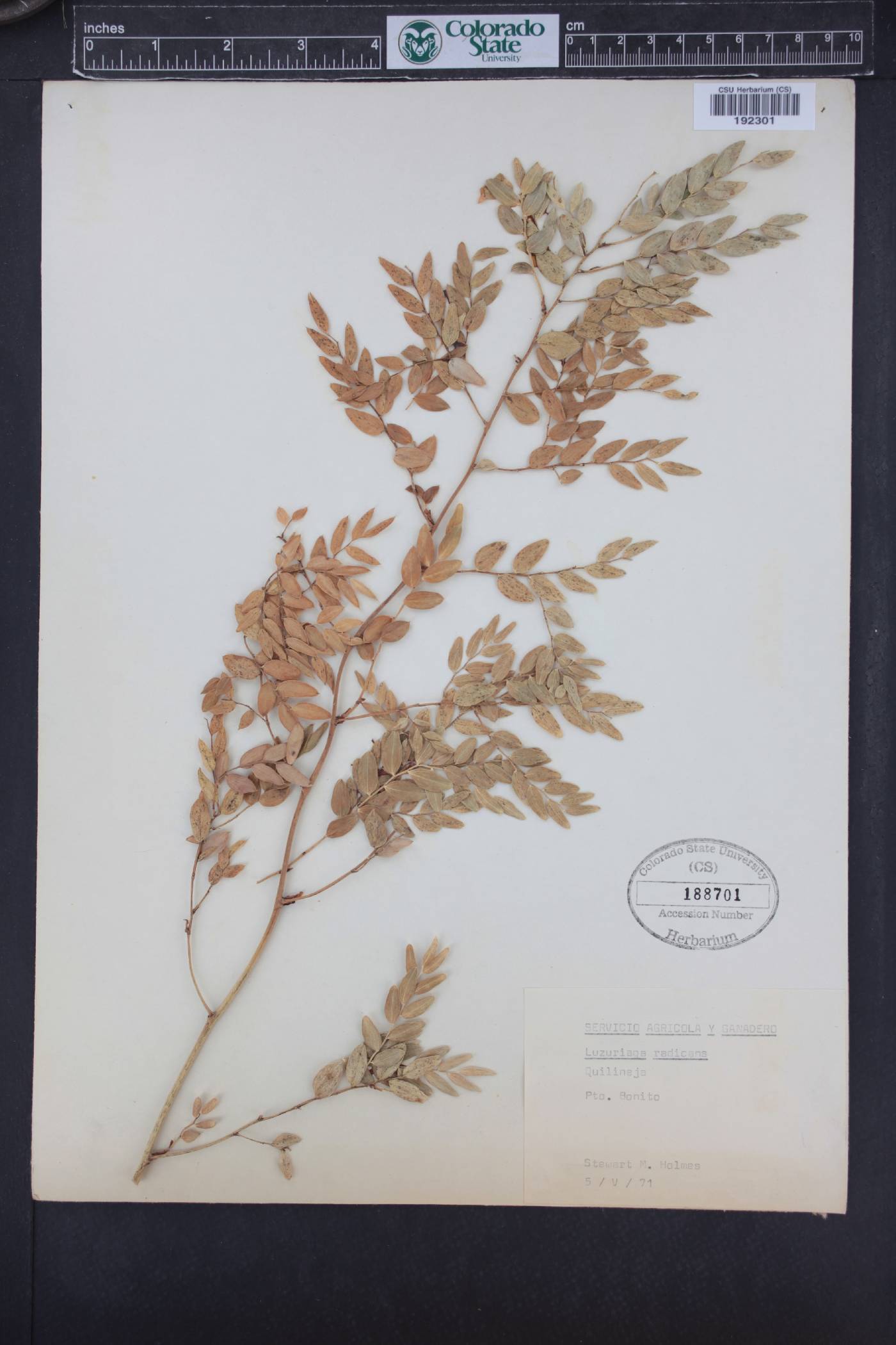Luzuriaga radicans image