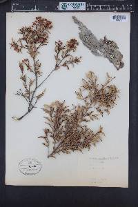 Amomyrtus luma image