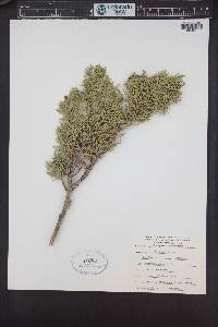 Juniperus monosperma image