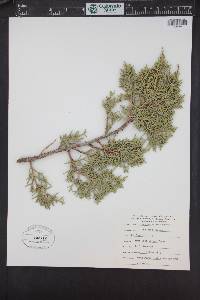 Juniperus monosperma image