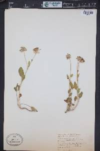 Abronia fragrans image