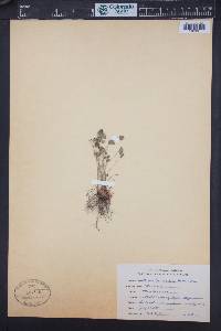 Marsilea vestita image