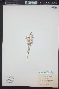 Astragalus miser var. decumbens image