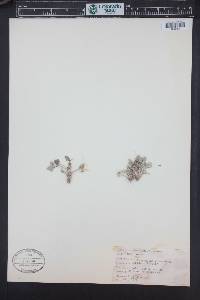 Astragalus chamaeleuce image