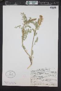 Astragalus bisulcatus var. haydenianus image