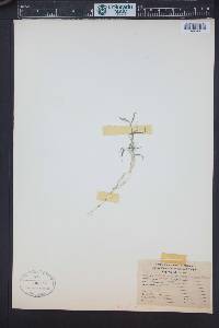 Muhlenbergia schreberi image