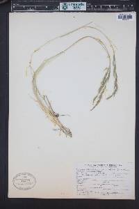Muhlenbergia montana image