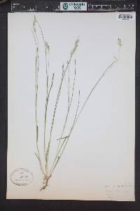 Melica spectabilis image