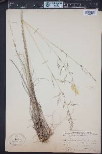 Melica imperfecta image