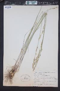 Melica californica image