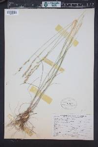 Melica californica image