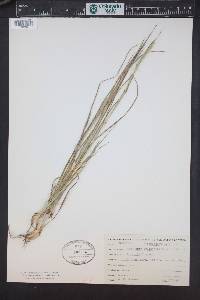 Coelorachis cylindrica image