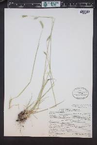 Hordeum brachyantherum image